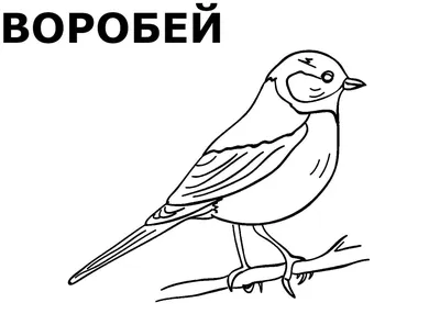 Дидактическое пособие «Зимующие птицы» для детей старшего дошкольного  возраста (19 фото). Воспитателям детских садов, школьным учителям и  педагогам - Маам.ру