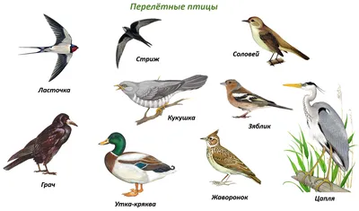 Проект «Птицы Южного Урала» для старшей группы (3 фото). Воспитателям  детских садов, школьным учителям и педагогам - Маам.ру