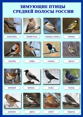 Зимующие птицы картинки с названиями фото