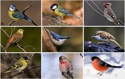 Зимующие птицы. Названия, описания и особенности зимующих птиц |  Дефектология Проф