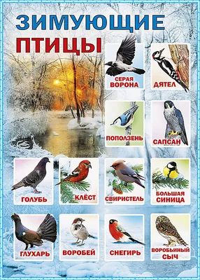 День зимующих птиц России