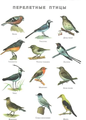 Зимующие птицы картинки для детей с названиями. Демонстрационный материал -  YouTube