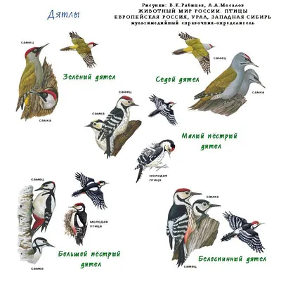 Играем с ребенком, изучая зимующих птиц: Персональные записи в журнале  Ярмарки Мастеров