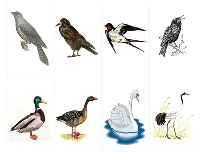Картотека дидактических игр по теме: «Зимующие птицы»