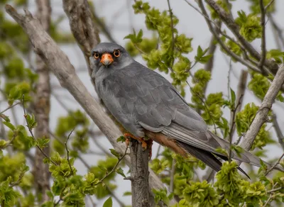 DigitalCommons@University of Nebraska - Lincoln ПТИЦЫ ВОСТОЧНОГО САЯНА /  Birds of the Eastern Sayan