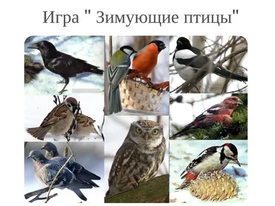 Зимующие птицы | Coloring pages, Bird coloring pages, Coloring books