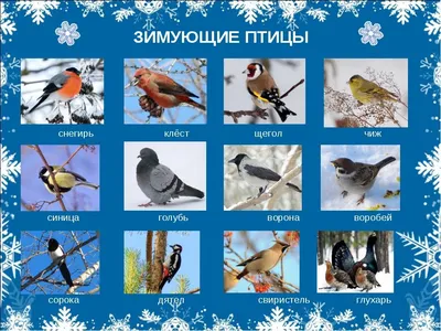 Настольная игра \"Зимующие птицы\" (Артикул. с-764 (052551))