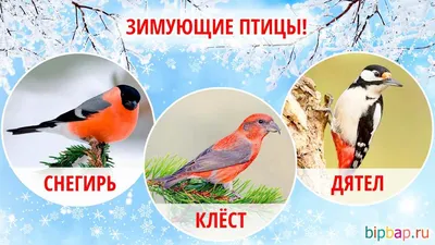 ТЕСТ. Зимующие птицы России: угадайте, кто на фото? - Телеканал «О!»