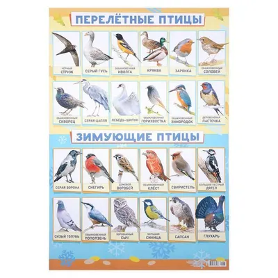 Плакат \"Зимующие и перелетные птицы\" А2 / 4993049 - купить с доставкой по  выгодным ценам в интернет-магазине OZON (985600240)