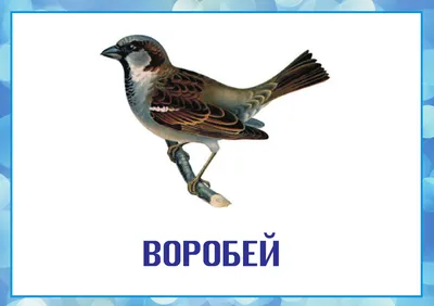 Зимующие птицы казахстана картинки фотографии