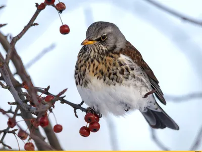 Зёрна тепла - подкормка зимующих птиц | Facebook