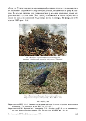 Зимующие на Ставрополье птицы | ОБЩЕСТВО:Экология | ОБЩЕСТВО | АиФ  Ставрополь