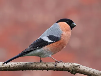 ЗИМУЮЩИЕ ПТИЦЫ для детей | Изучаем зимующих птиц - YouTube