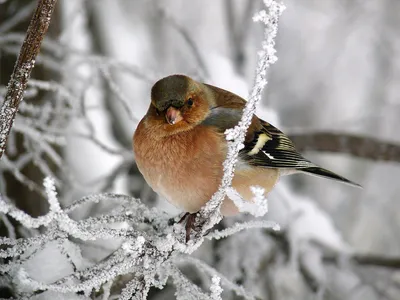 Зимующие птицы Башкирии - 62 фото: смотреть онлайн