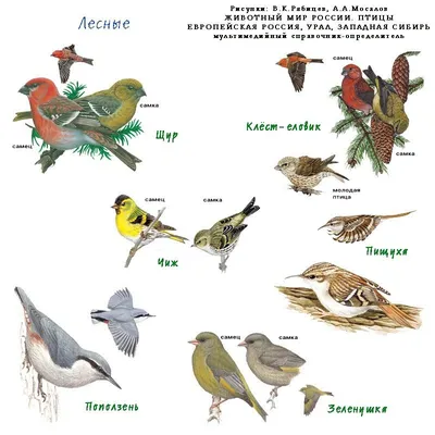 Интернет-урок по окружающему миру \"Зимующие птицы\" | Образовательная  социальная сеть