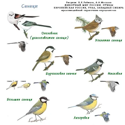 Я встретила 75 видов птиц за эту зиму в Петербурге и Ленобласти. Показываю  фото каждого из них | Птицы в большом городе | Дзен