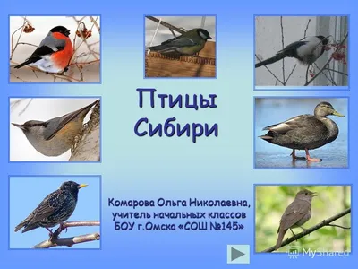 Перелетные птицы сибири - 29 фото: смотреть онлайн