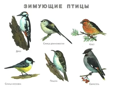 Зимние птицы Сибири - 64 фото: смотреть онлайн