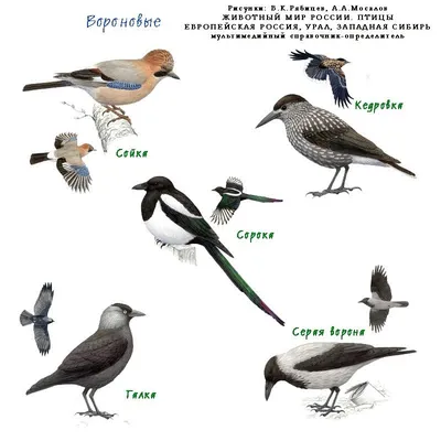 Картинки птицы Сибири с названиями (9 фото) 🔥 Прикольные картинки и юмор