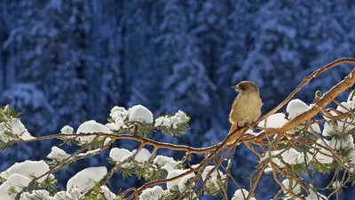 Обыкновенный снегирь | Зимние птицы России | Пикабу