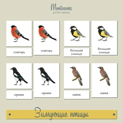 Зимующие птицы ленинградской области - 79 фото