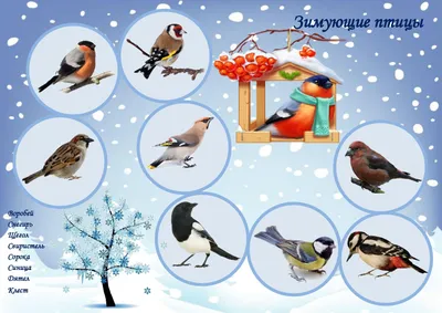 Проект «Зимующие птицы» в средней группе (5 фото). Воспитателям детских  садов, школьным учителям и педагогам - Маам.ру