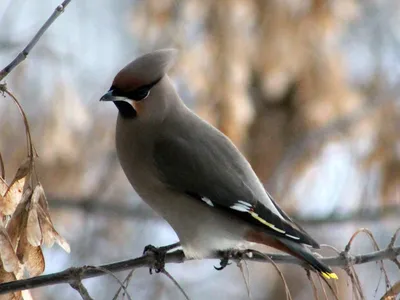 Зимние птицы средней полосы россии - 65 фото: смотреть онлайн