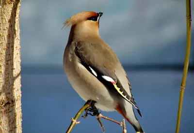 Зимующая птица с хохолком (30 фото)