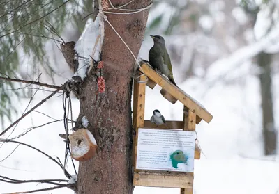 Большой птичий переполох, или Зимовка лесных пернатых в городе | Газета  Кемерово
