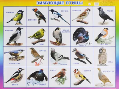 Птица с хохолком в сибири - 42 фото: смотреть онлайн