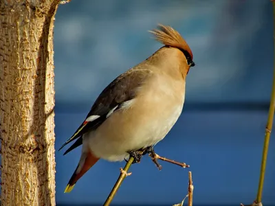 Зимняя птица с хохолком - красивые фото