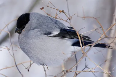 Большой птичий переполох, или Зимовка лесных пернатых в городе |  Пресс-служба столицы КуZбасса | Дзен