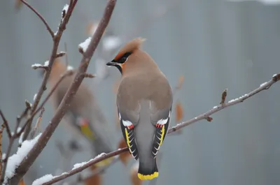 Зимующие птицы Сибири - 63 фото: смотреть онлайн