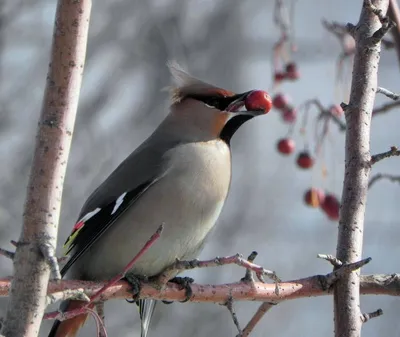 Зимующие птицы Тульской области - 95 фото