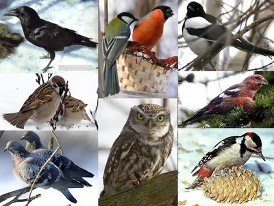 Зимующие птицы сообщение о них с картинками фотографии