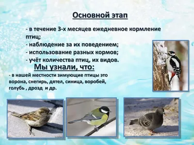 PPT - Проект: «Покормите птиц зимой» PowerPoint Presentation - ID:6155684
