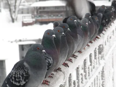 Зверье мое\": какие птицы любят волгоградскую зиму