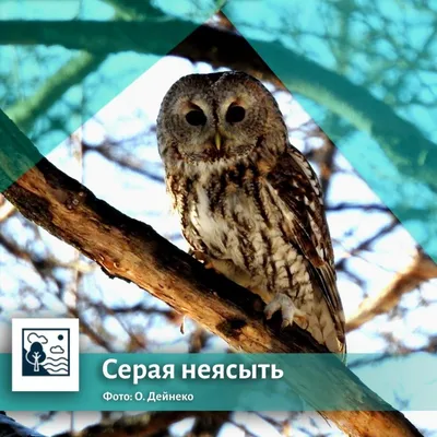 Зимующие птицы в Курской области | 14.03.2023 | Курск - БезФормата