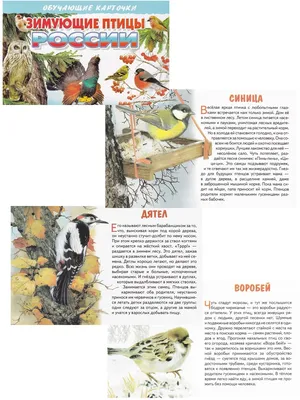 PPT - Проект: «Покормите птиц зимой» PowerPoint Presentation - ID:6155684