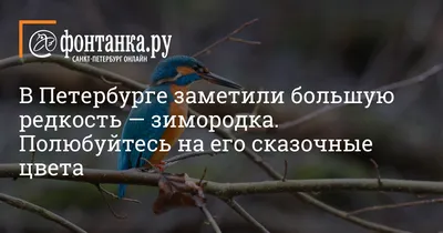 Птицы средней полосы россии хищные - 64 фото