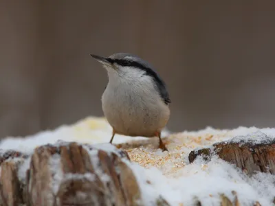 городские птицы | Wild Nature Photo