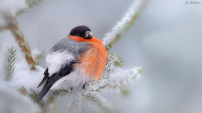 Птицы зимующие в украине - 48 фото: смотреть онлайн