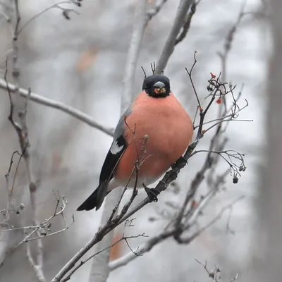 Зимующие птицы украины картинки фотографии