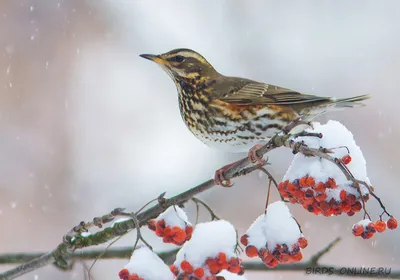 Птицы зимующие в украине - 48 фото: смотреть онлайн