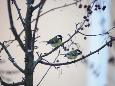 Их убивает голод, а не холод»: «Комсомолка» рассказала, как выживают зимующие  птицы в Приморье - KP.RU