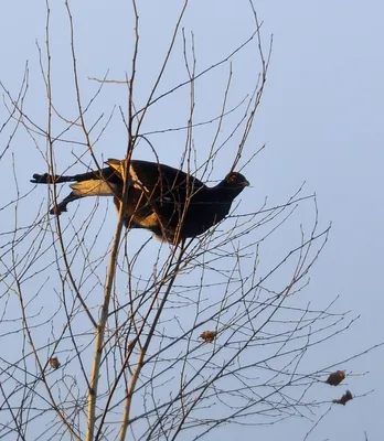 городские птицы | Wild Nature Photo