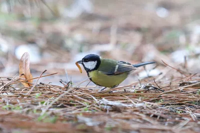 Зимних птиц в садах Германии становятся меньше