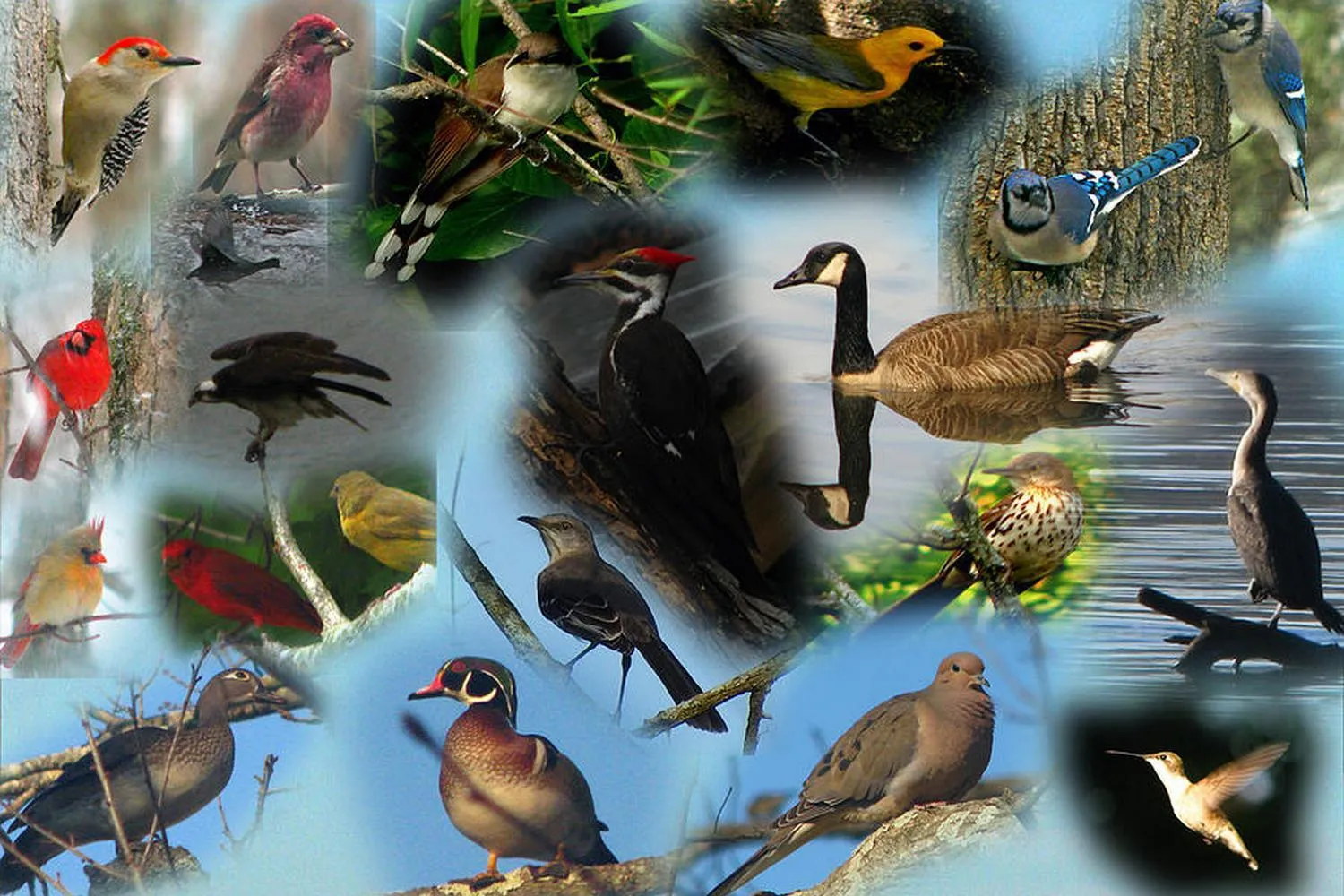 Сколько птиц в мире. Разные птицы. Разнообразие птиц. Биоразнообразие птиц. Птицы коллаж.