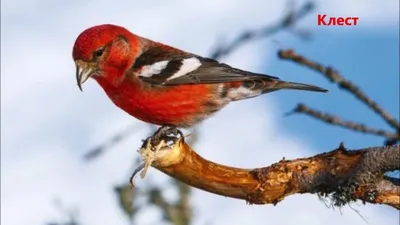 Птицы Подмосковья с фото: хищные, маленькие, лесные, крупные, певчие