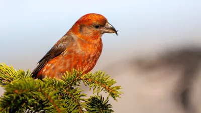 Зимующие птицы. Названия, описания и особенности зимующих птиц |  Дефектология Проф